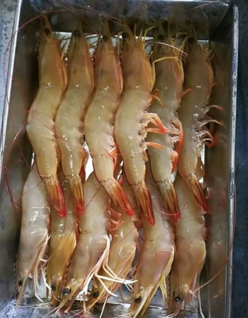 明虾食用活虾