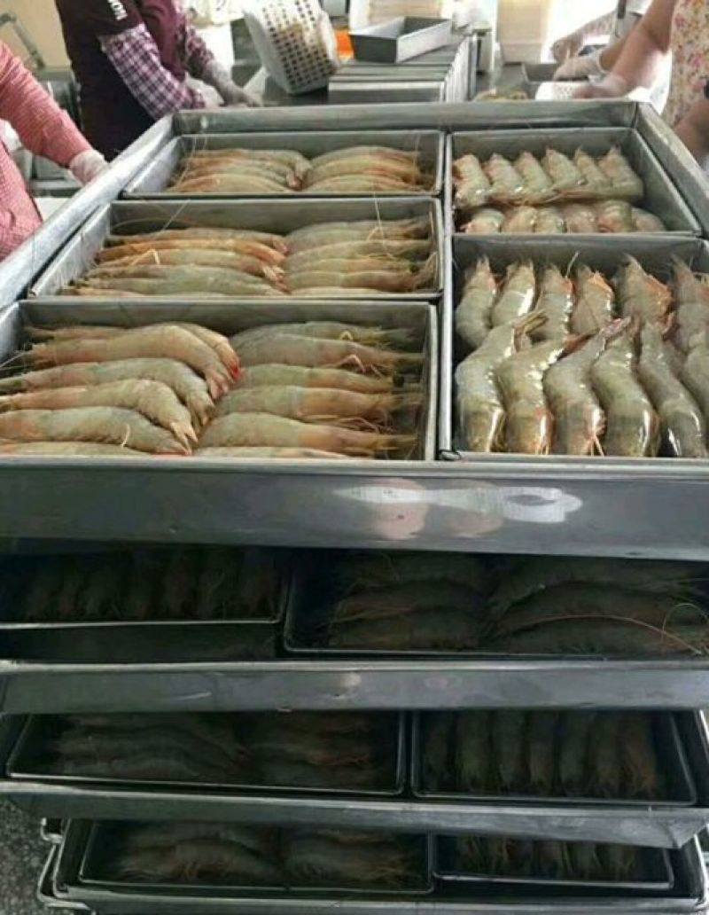 明虾食用活虾