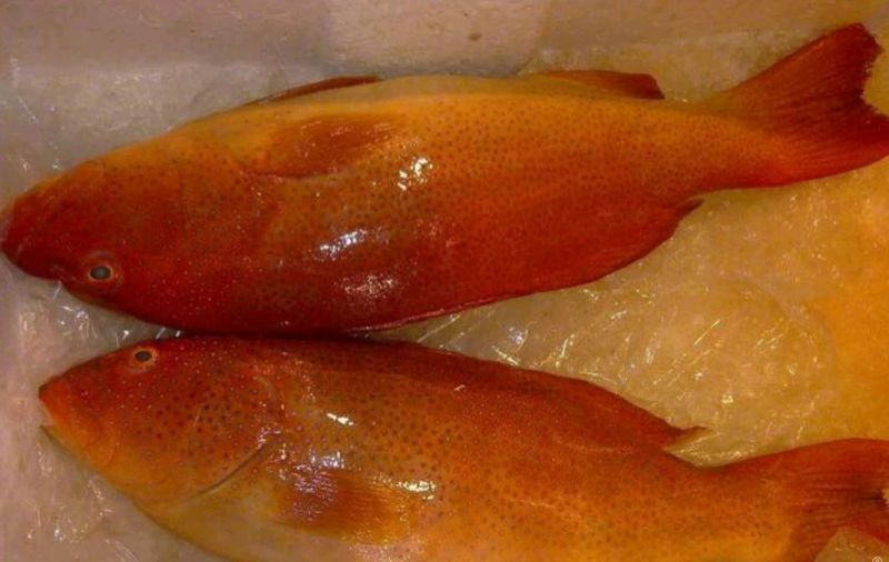 东星斑食用