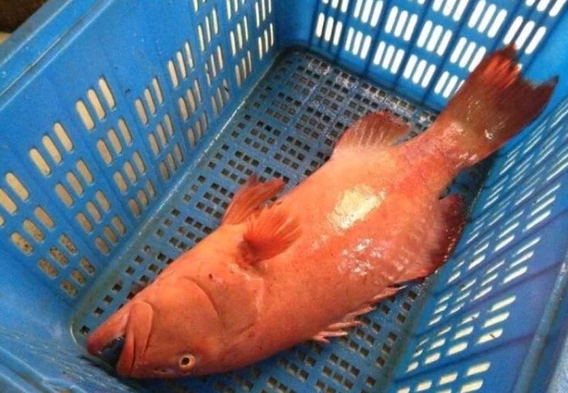 东星斑食用