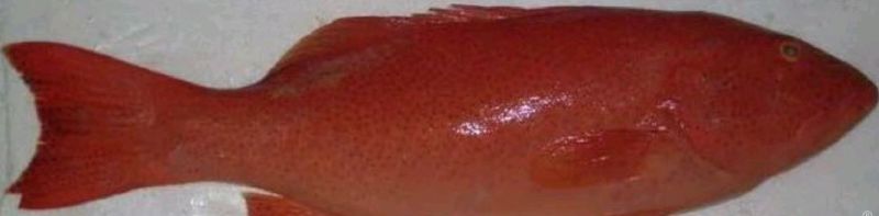 东星斑食用