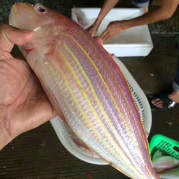 金线鱼