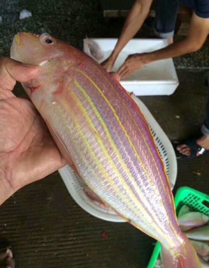 金线鱼