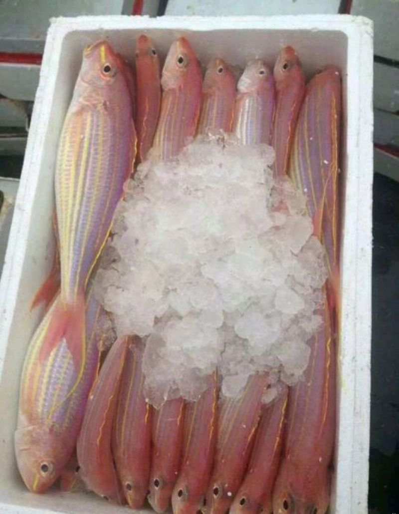 金线鱼