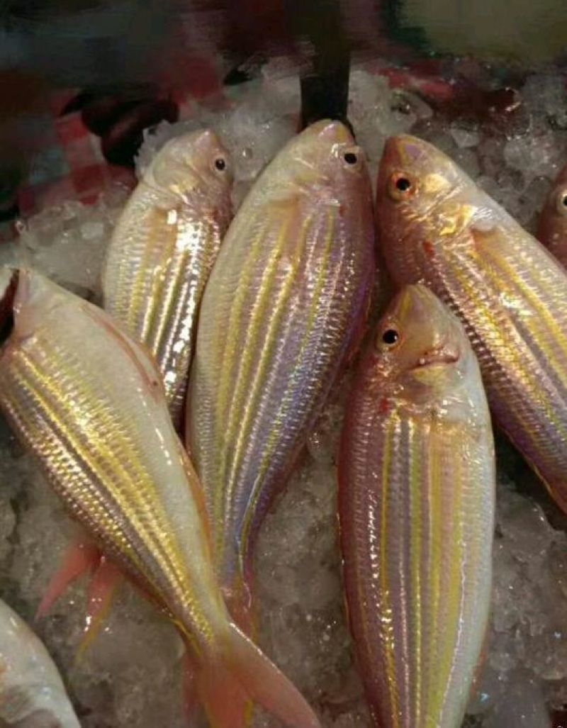 金线鱼