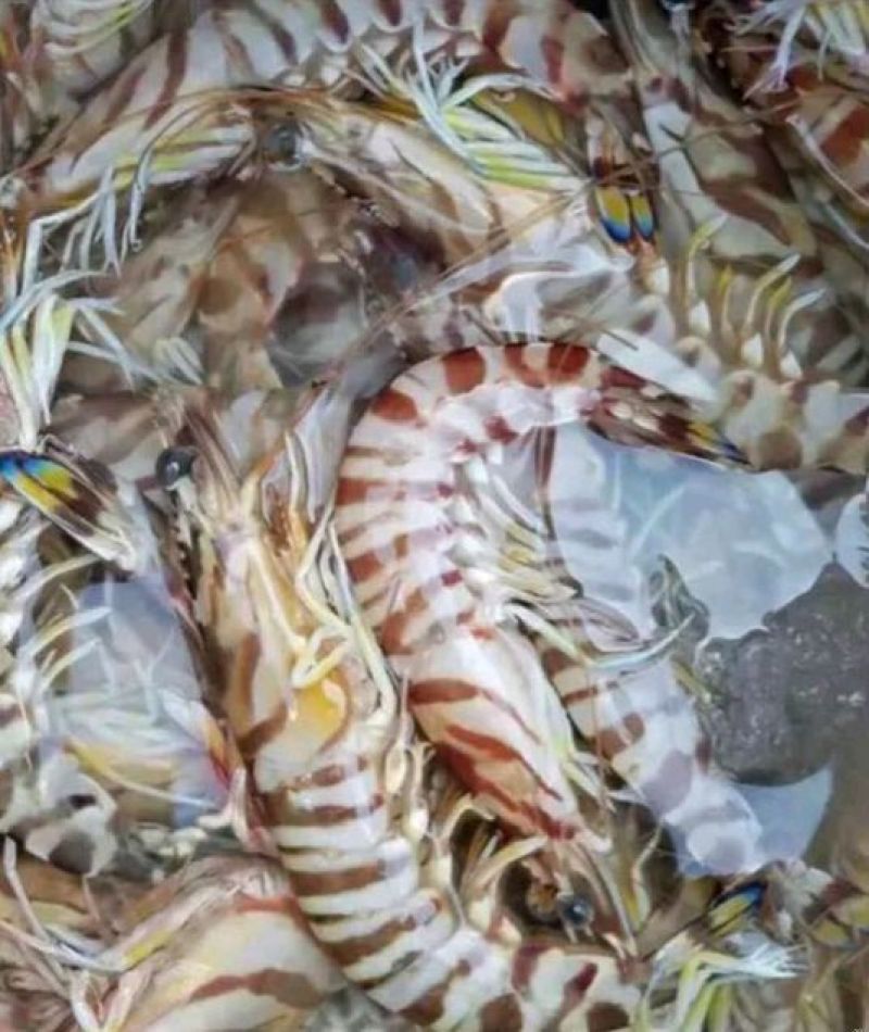 基围虾食用活虾