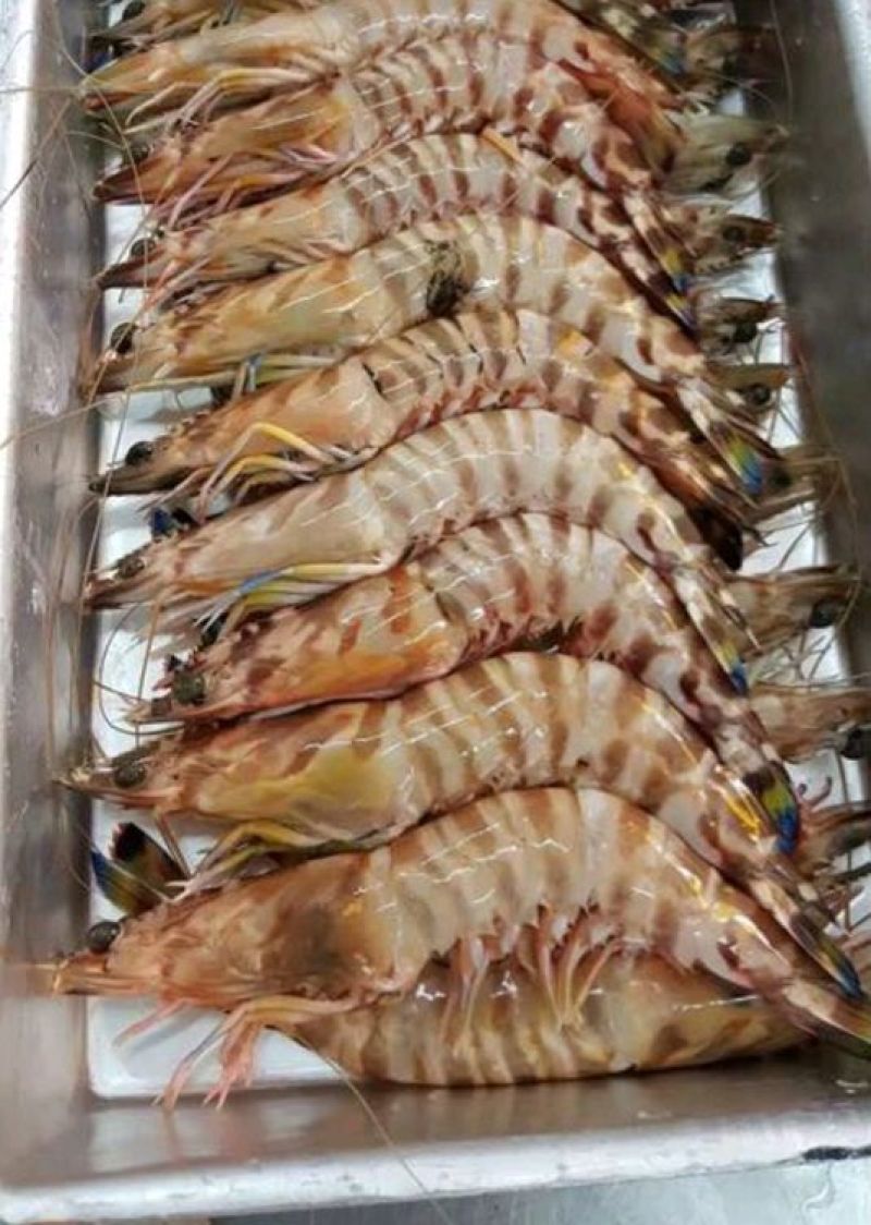 基围虾食用活虾