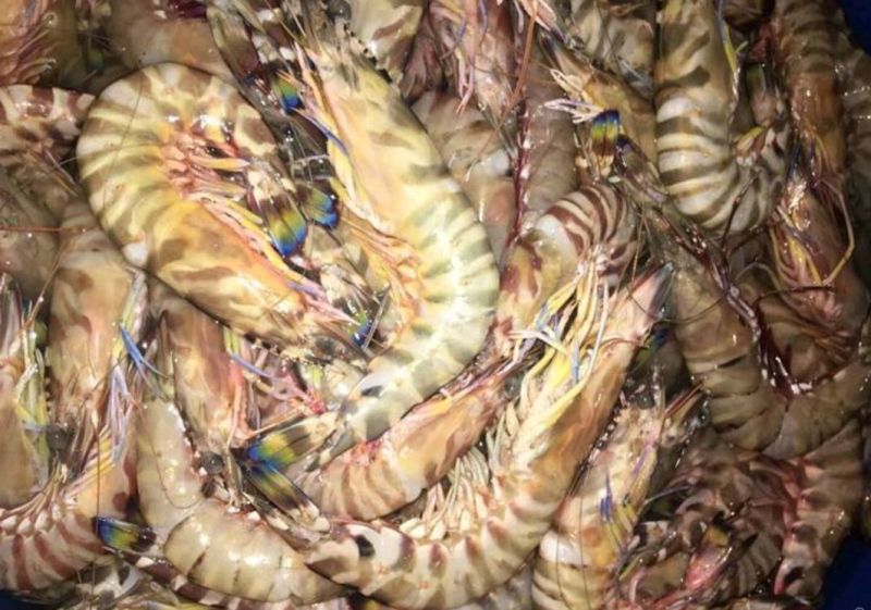 基围虾食用活虾