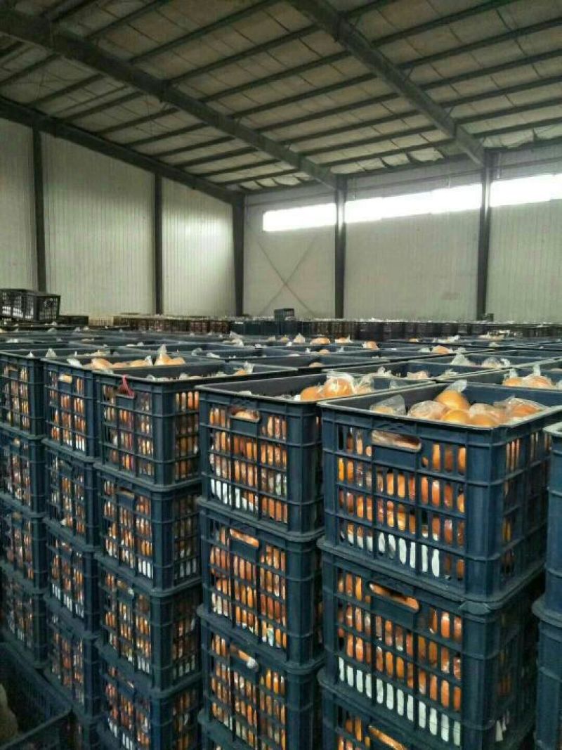 芦柑又大又甜又红量大从优欢迎新老客户进店咨讯