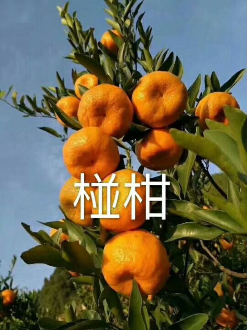 芦柑又大又甜又红量大从优欢迎新老客户进店咨讯