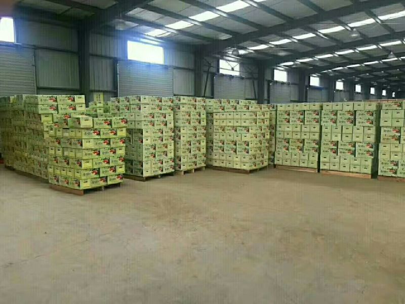 芦柑又大又甜又红量大从优欢迎新老客户进店咨讯
