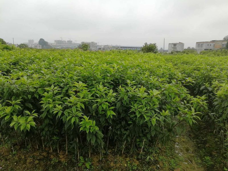 三华李树苗银翡早熟中熟晚熟，基地直发大量供应