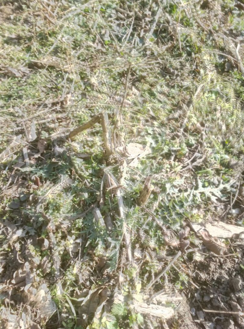 马刺根白