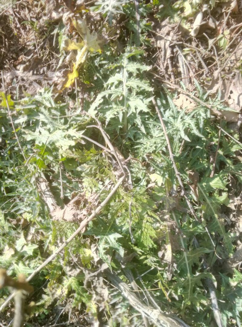 马刺根白