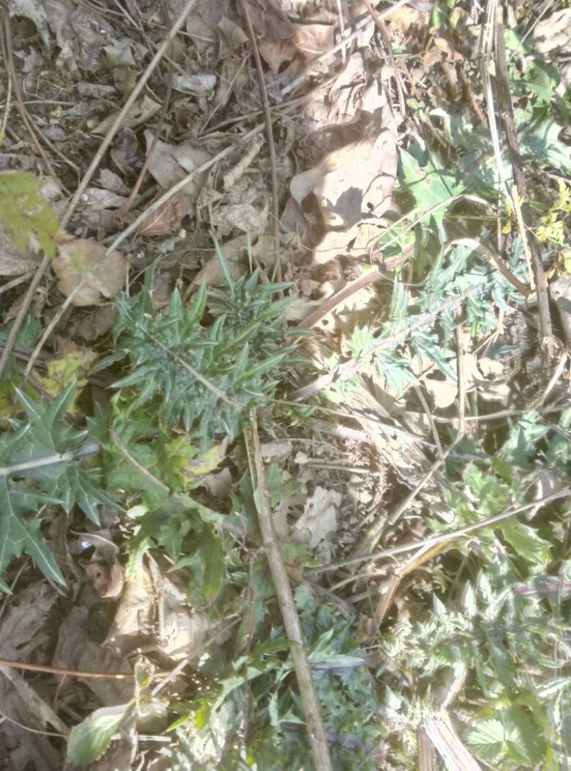 马刺根白