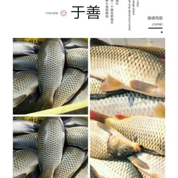 池鲤鱼1~2公斤食用