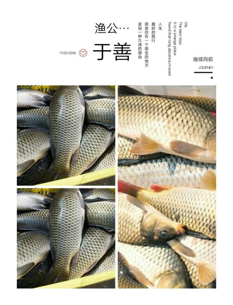 池鲤鱼1~2公斤食用