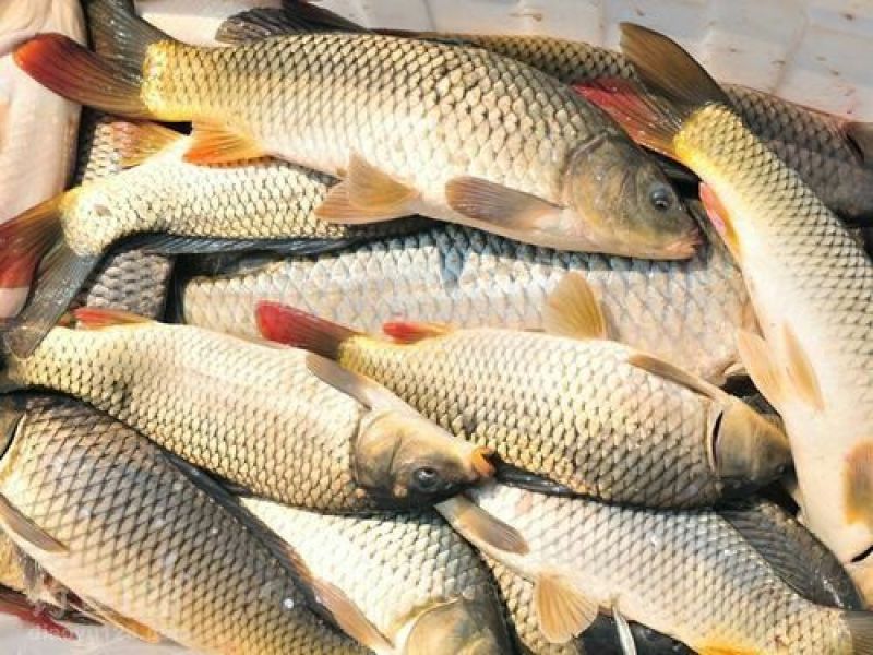 池鲤鱼1~2公斤食用