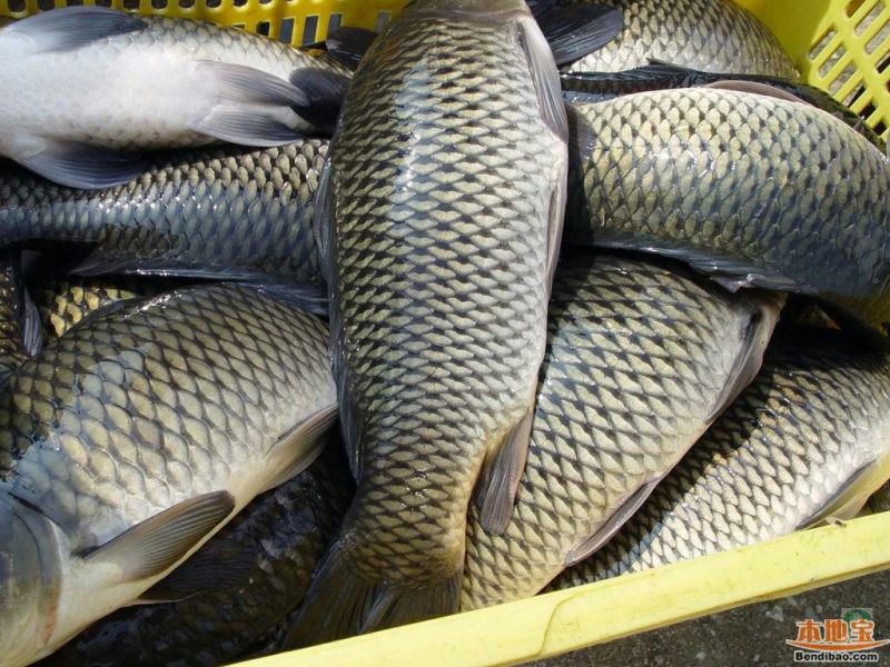 池鲤鱼1~2公斤食用