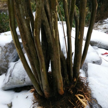 映山红树桩5cm以下