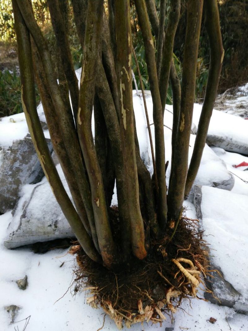 映山红树桩5cm以下