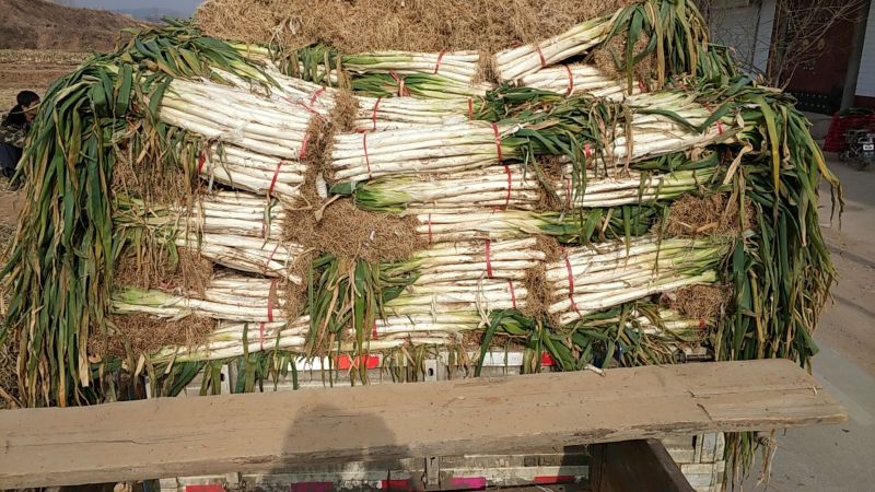 长白大葱毛葱2cm左右40cm以上