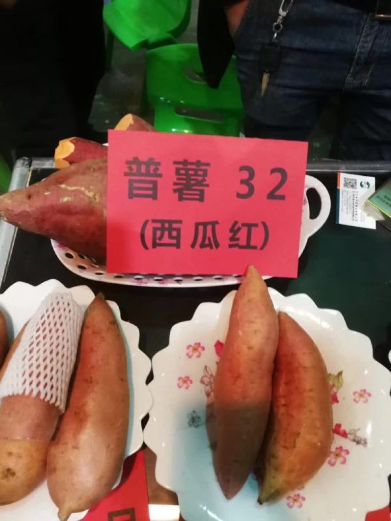 商薯19红薯白心