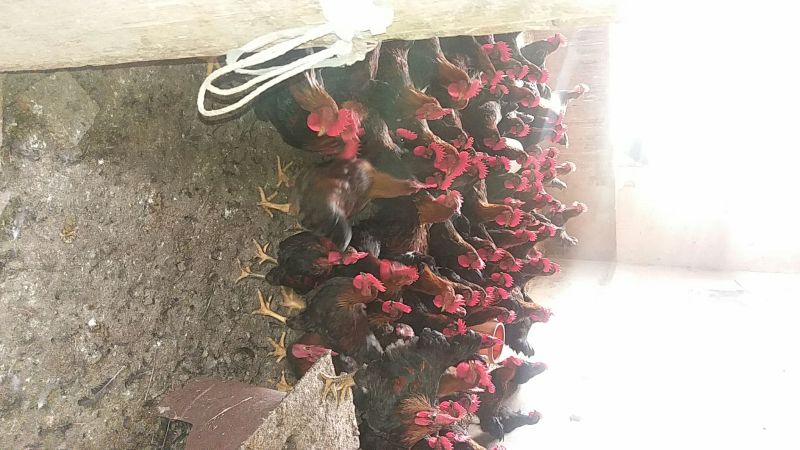 土鸡苗35~45克出壳苗通货