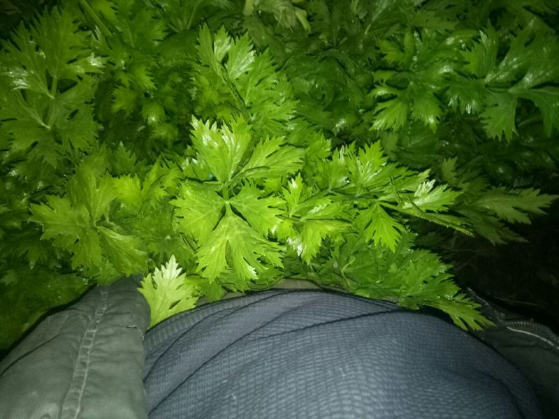 西芹40cm以上大量上市中：需要的联系我，净菜，毛菜，