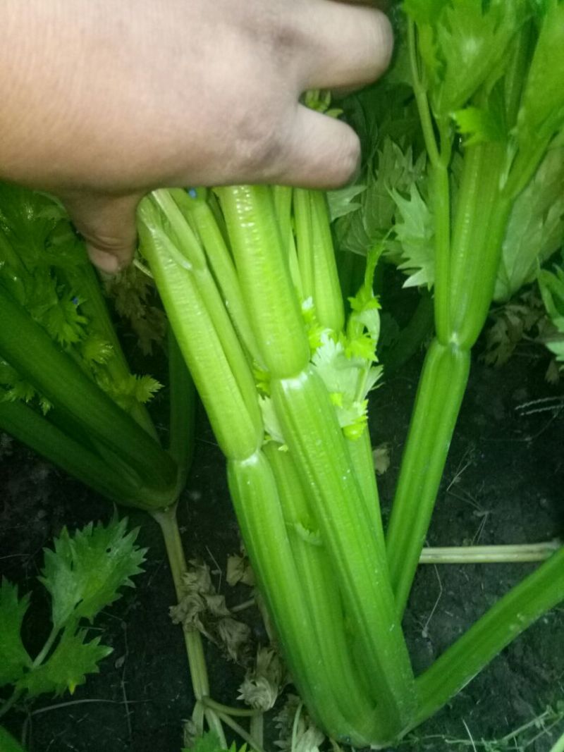 西芹40cm以上大量上市中：需要的联系我，净菜，毛菜，