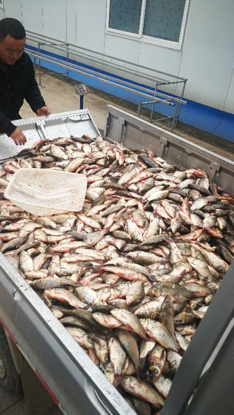 鲫鱼食用