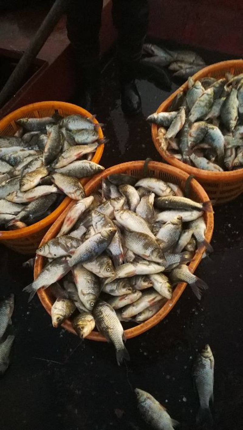 鲫鱼食用
