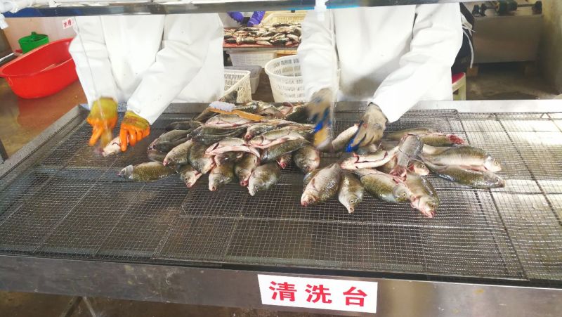 鲫鱼食用