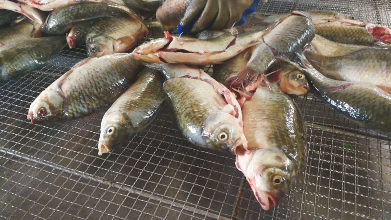 鲫鱼食用