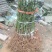 春蜜桃树苗50~60cm易成活一手货源基地直发质量保障