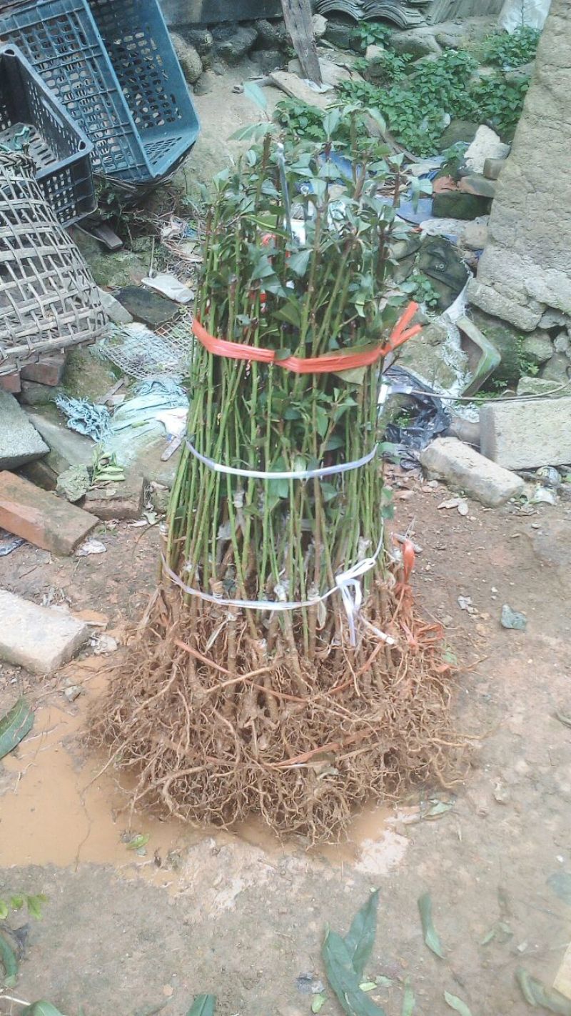 春蜜桃树苗50~60cm易成活一手货源基地直发质量保障