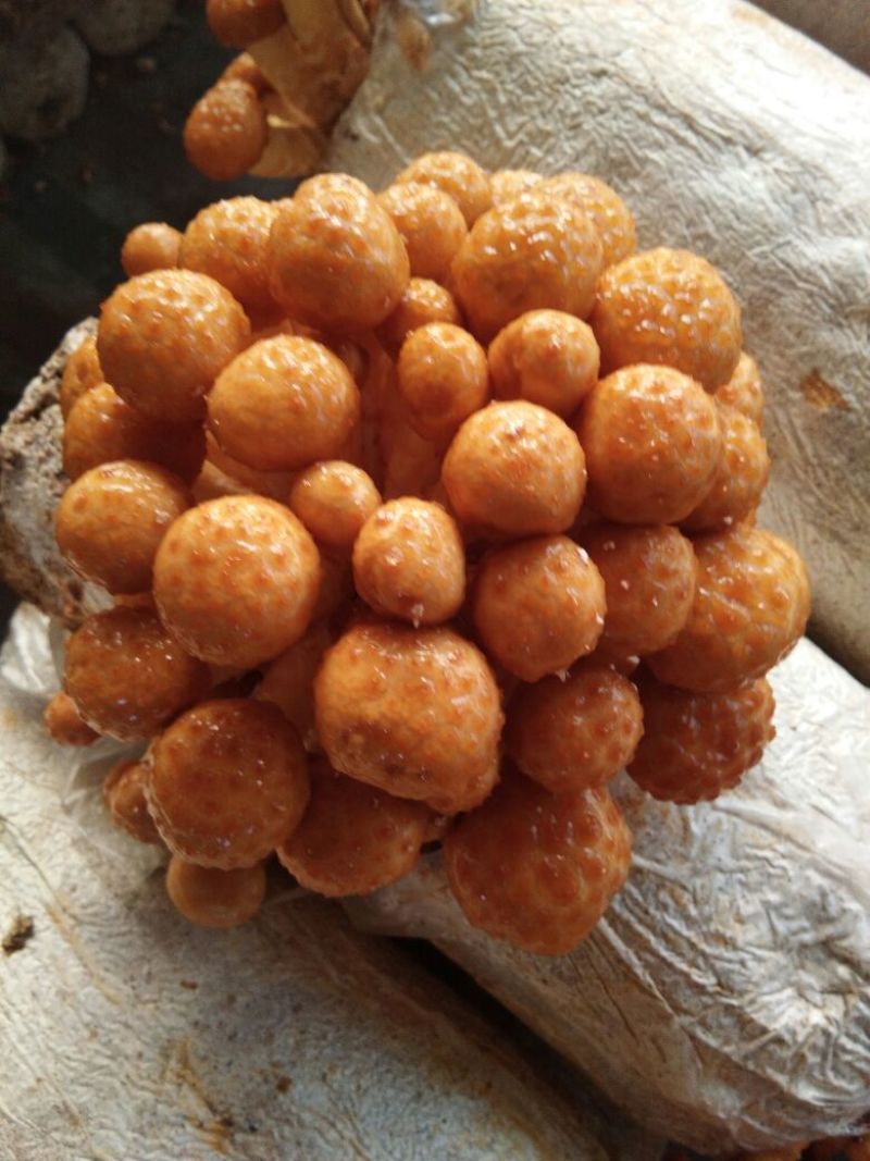 滑子菇鲜品