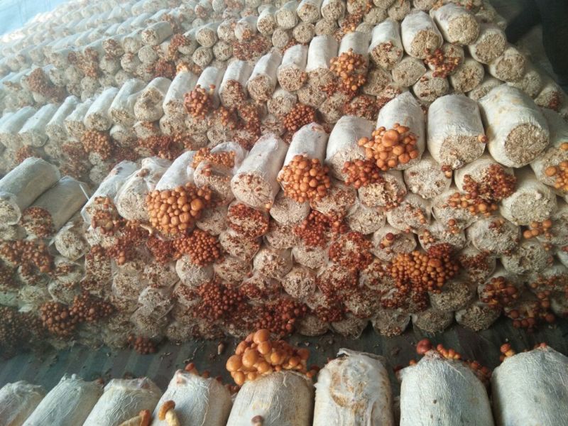 滑子菇鲜品