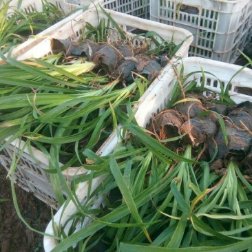 大花萱草含盆