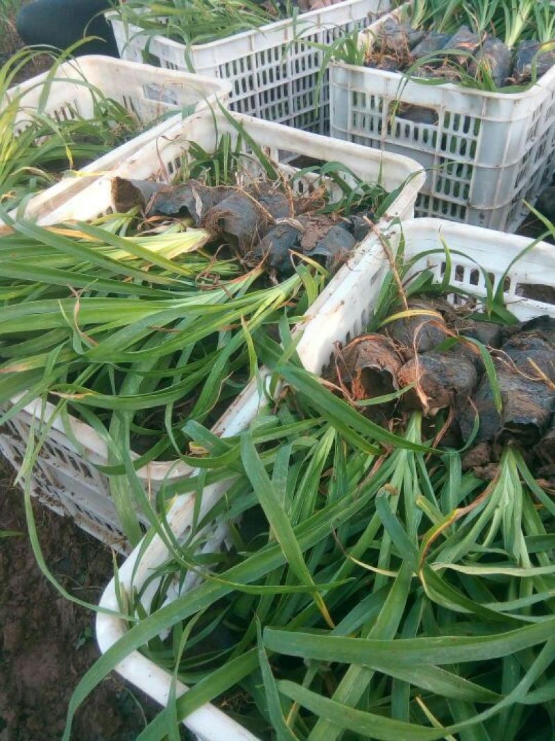 大花萱草含盆