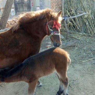 矮马400~500kg