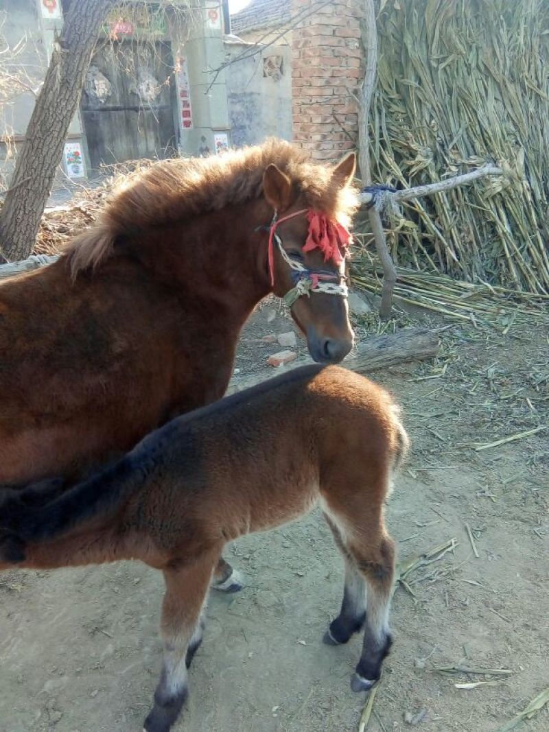 矮马400~500kg