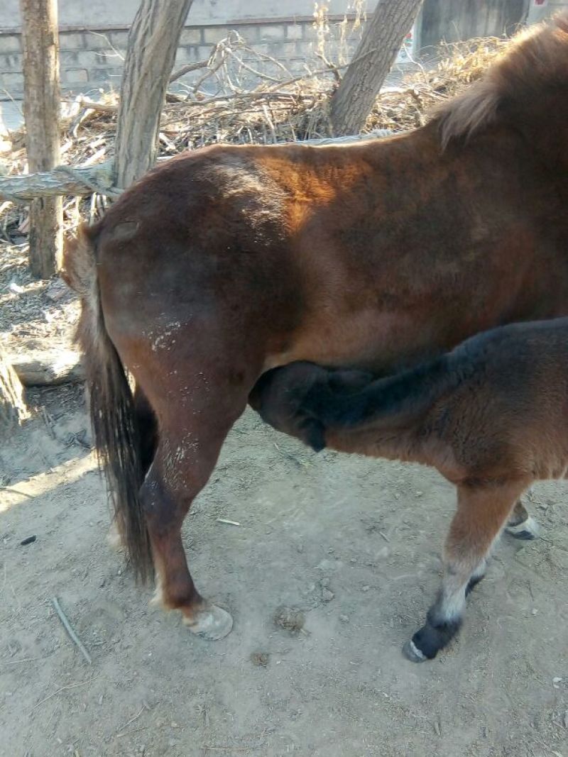 矮马400~500kg