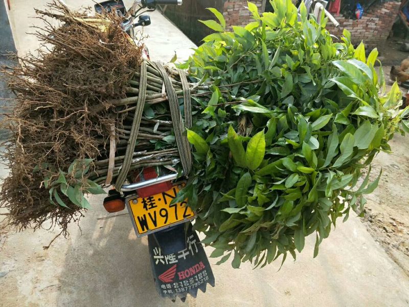 无核荔枝苗桂味荔枝，冰枝，仙进奉荔枝，飞仔笑当年挂果