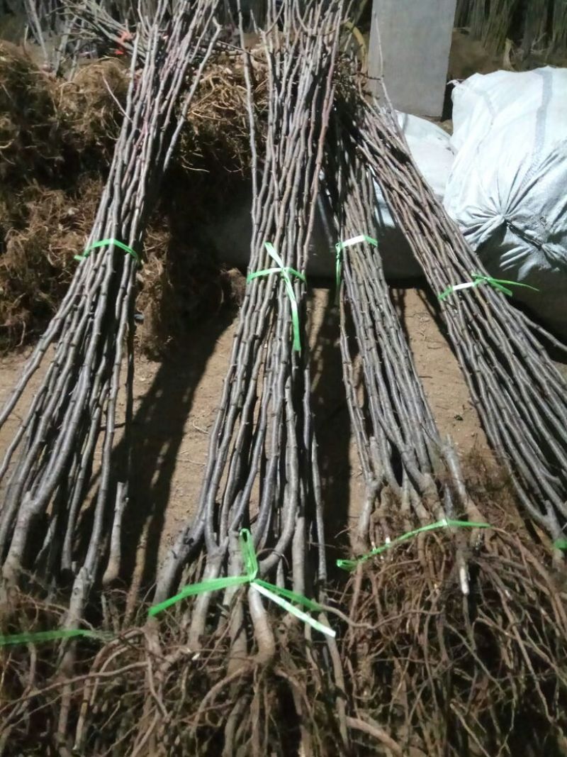 黄金梨树苗0.8cm80cm以上