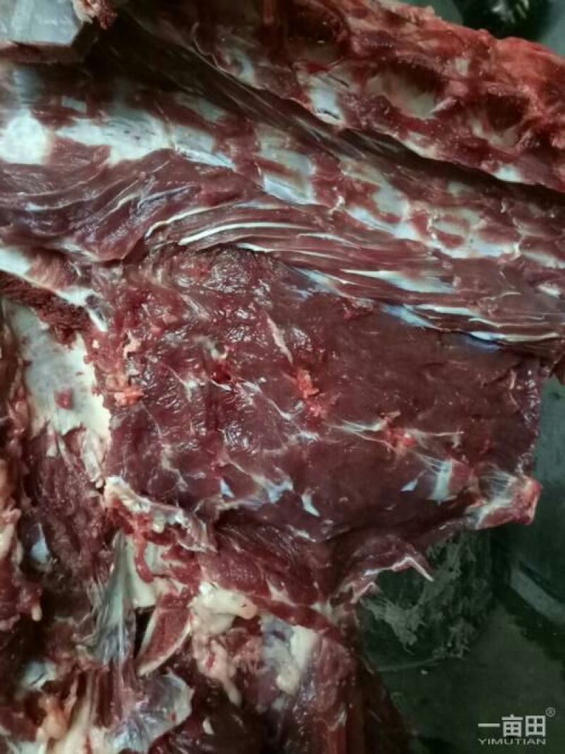 驴肉新鲜驴肉真驴肉