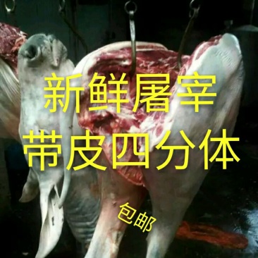 马肉新鲜马肉马副产品