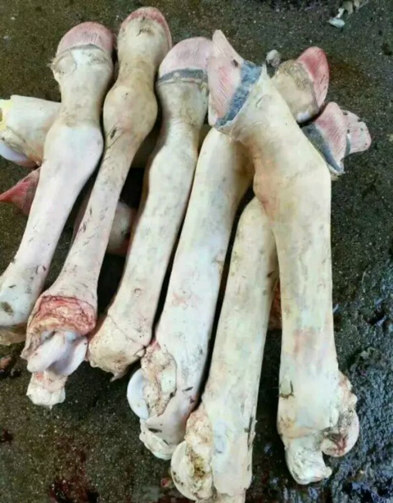 马肉新鲜马肉马副产品