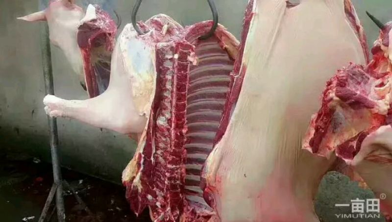 马肉新鲜马肉马副产品