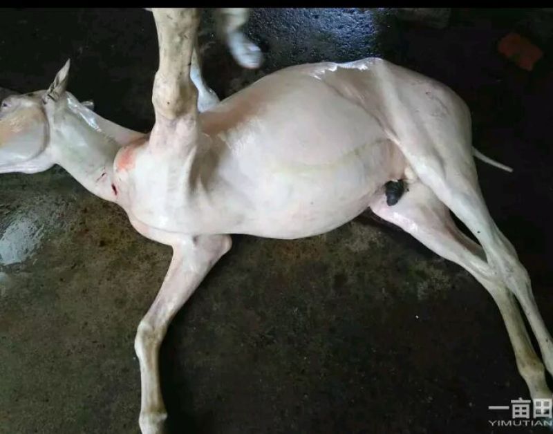 马肉新鲜马肉马副产品